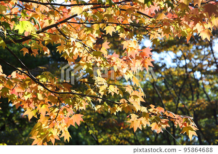Autumn leaves Autumn leaves 95864688