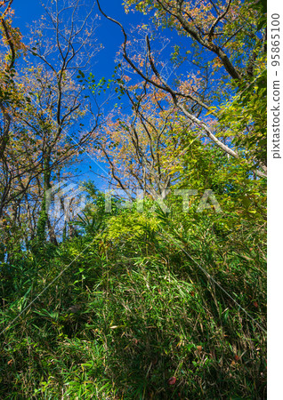 Forest of Maioka Park 95865100