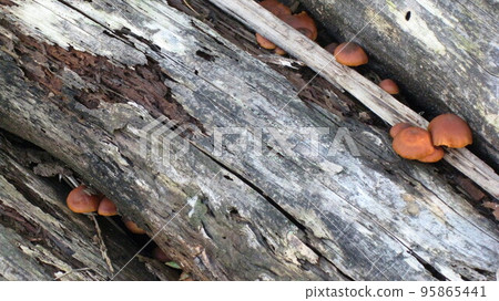 Tsukiyotake growing in thinned wood Tsukiyotake growing in thinned wood 95865441