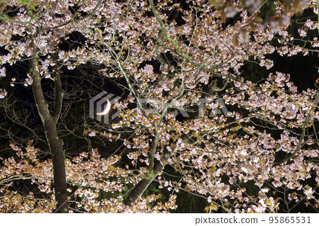 A night surrounded by cherry blossoms A night surrounded by cherry blossoms 95865531
