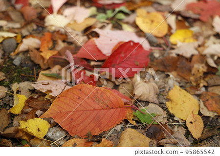 秋天的落葉 95865542