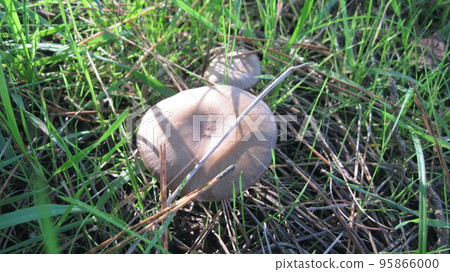 Hatsutake mushroom growing in the grass Hatsutake mushroom growing in the grass 95866000