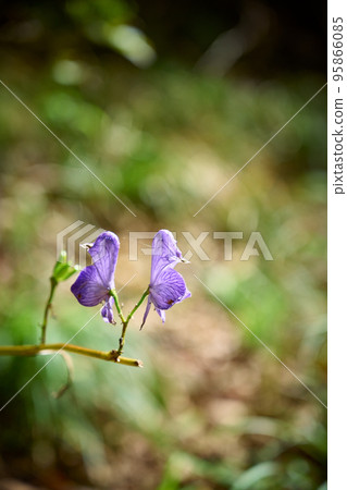 Torikabuto花 Torikabuto花 95866085