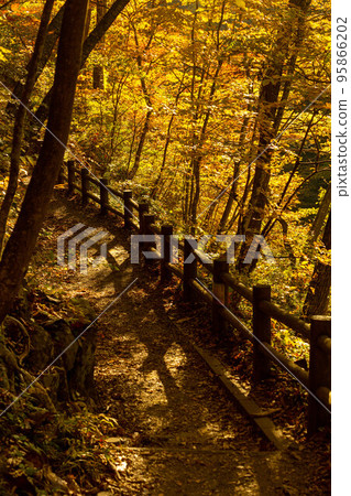 秋保大瀧散步道 美麗的紅葉 95866202