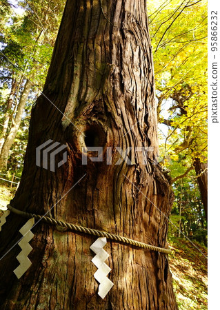 Giant tree at Shiwa Inari Shrine 95866232