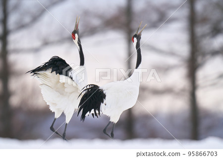 Scene of red-crowned cranes chirping Scene of red-crowned cranes chirping 95866703