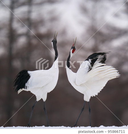 Scene of red-crowned cranes chirping Scene of red-crowned cranes chirping 95866711