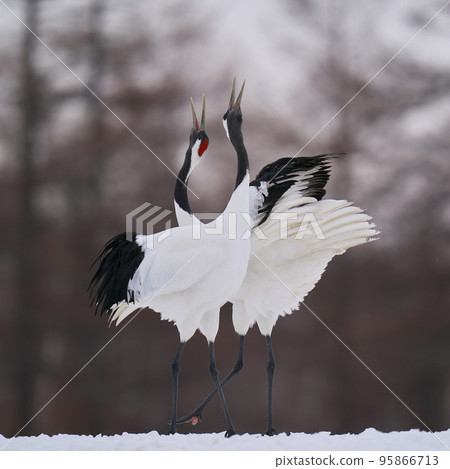 Scene of red-crowned cranes chirping 95866713