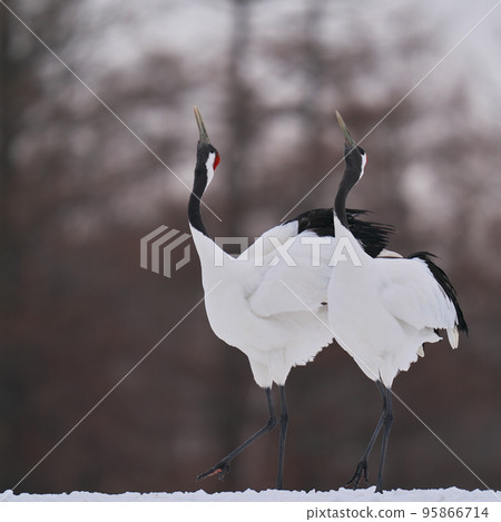 丹頂鶴鳴叫的場景 95866714