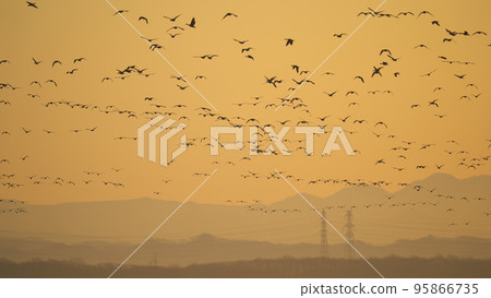 Greater White-fronted Goose Greater White-fronted Goose 95866735