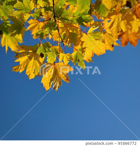 Autumn. Beautiful colorful leaves on trees in autumn time. Natural seasonal color background for fall. 95866772