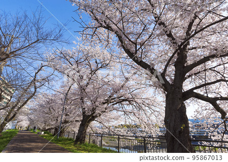 Cherry blossom trees along the Kamo River in Kyoto 95867013