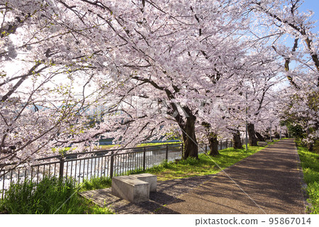 Cherry blossom trees along the Kamo River in Kyoto 95867014