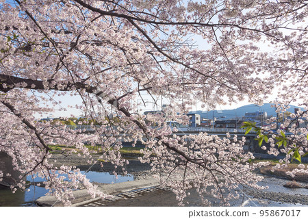 Cherry blossom trees along the Kamo River in Kyoto Cherry blossom trees along the Kamo River in Kyoto 95867017