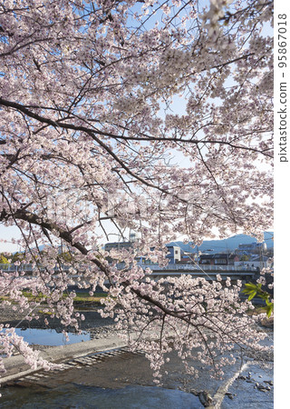 京都鴨川沿岸的櫻花樹 京都鴨川沿岸的櫻花樹 95867018