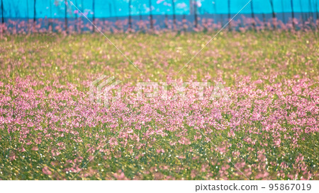 Rakkyo flowers (Hokuei Town, Tottori Prefecture) Rakkyo flowers (Hokuei Town, Tottori Prefecture) 95867019