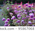 Garden of Sennichikou in full bloom in October 95867068