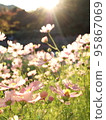 Cosmos field shining in the autumn sunshine 95867069