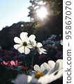 Cosmos whose petals are transparent under the sunlight 95867070