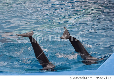 dolphin tail dolphin tail 95867177