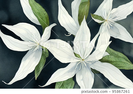 Jasminum officinale, common jasmine. Jasmine is a genus of shrubs and vines in the olive family (Oleaceae). Jasminum officinale, common jasmine. Jasmine is a genus of shrubs and vines in the olive family (Oleaceae). 95867261