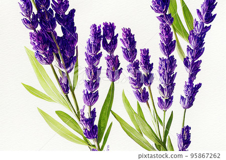 Watercolor illustration of lavender on a white background. Lavandula (common name lavender) is a genus of 47 known species of flowering plants in the mint family, Lamiaceae. Watercolor illustration of lavender on a white background. Lavandula (common name lavender) is a genus of 47 known species of flowering plants in the mint family, Lamiaceae. 95867262