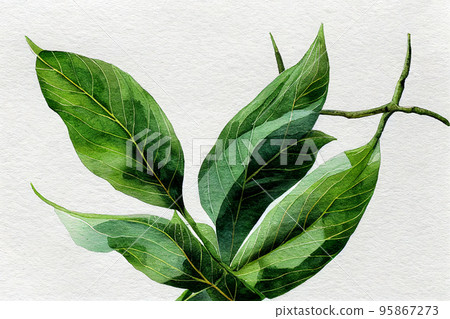 Ylang-ylang is one of the most extensively used natural materials in the perfume industry, earning it the name "Queen of Perfumes". Ylang-ylang is one of the most extensively used natural materials in the perfume industry, earning it the name "Queen of Perfumes". 95867273