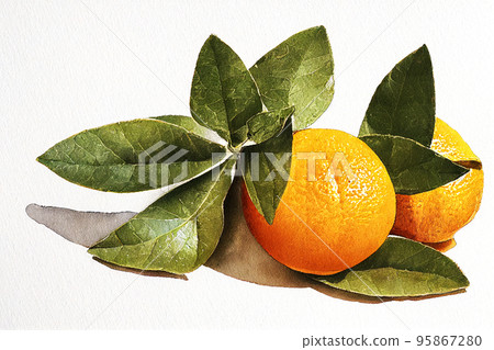 Citrus Aurantium Dulcis (Orange) Isolated On White Background Citrus Aurantium Dulcis (Orange) Isolated On White Background 95867280