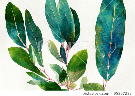 Eucalyptus globulus (Tasmanian blue gum), commonly known as southern blue gum or blue gum, is a species of tall, evergreen tree endemic to southeastern Australia. 95867282