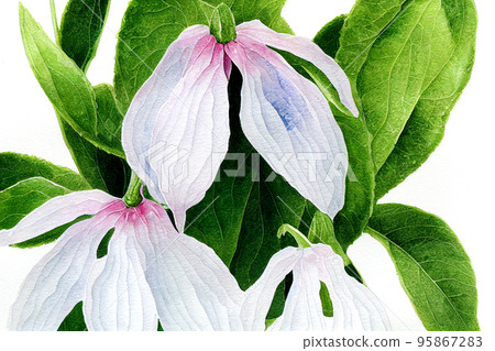 Symphytum officinale is a perennial flowering plant in the family Boraginaceae. Along with thirty four other species of Symphytum, it is known as comfrey. 95867283