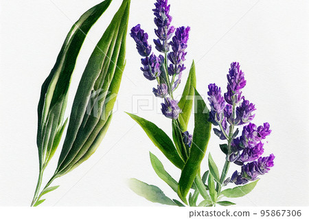 Watercolor illustration of lavender on a white background. Lavandula (common name lavender) is a genus of 47 known species of flowering plants in the mint family, Lamiaceae. 95867306