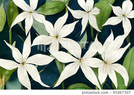 Jasminum officinale, common jasmine. Jasmine is a genus of shrubs and vines in the olive family (Oleaceae). 95867307
