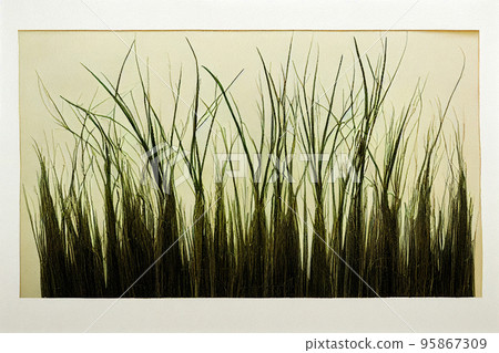 Chrysopogon zizanioides, commonly known as vetiver and khus, is a perennial bunchgrass of the family Poaceae. Chrysopogon zizanioides, commonly known as vetiver and khus, is a perennial bunchgrass of the family Poaceae. 95867309