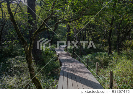 Okunikko Senjogahara Stroll 95867475