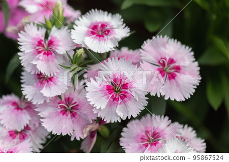 Bright Sweet William flowers Dianthus barbatus flowering in a garden. Dianthus flowers (Dianthus spp.) 95867524