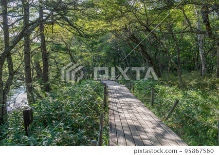 奧日光戰場原漫步 95867560