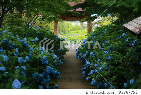 Temple and hydrangea Unshoji Temple Temple and hydrangea Unshoji Temple 95867752