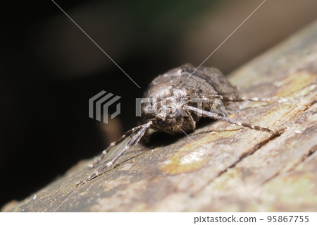Kuroobifu Yunamishaku (Female) Kuroobifu Yunamishaku (Female) 95867755