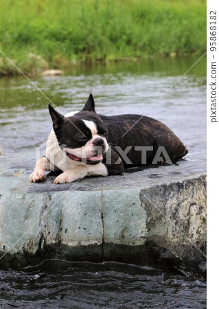 A cute Boston terrier, Mighty-kun, resting on a stepping stone at Tokigawa Town's Tokigawa River, a popular spot for playing in the river. 95868182