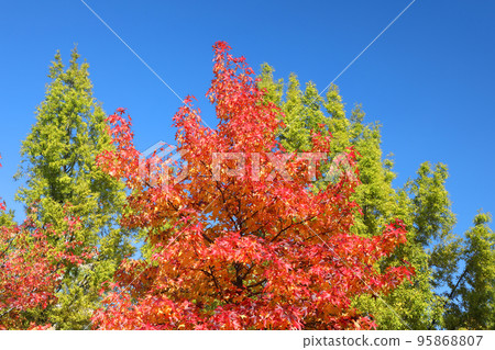 秋天的樹葉 95868807