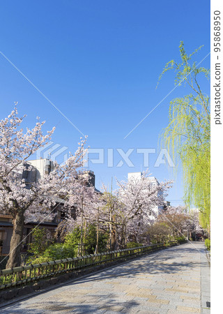 Shirakawa Minami-dori in spring in Gion, Kyoto Shirakawa Minami-dori in spring in Gion, Kyoto 95868950