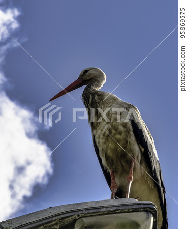 Adult white stork on the street lamp 95869575