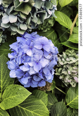 Hydrangea macrophylla known as bigleaf, French or mophead hydrangea, penny mac and hortensia Hydrangea macrophylla known as bigleaf, French or mophead hydrangea, penny mac and hortensia 95869577