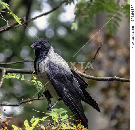 Hooded crow (Corvus cornix) also known as scald-crow or hoodie in Polish park - Warsaw, Poland 95869581