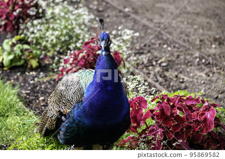 Indian peacock in Polish park - Warsaw, Poland 95869582