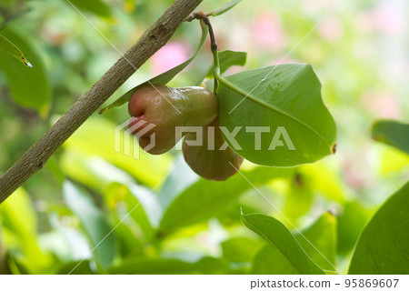 Tropical fruit lemon 95869607