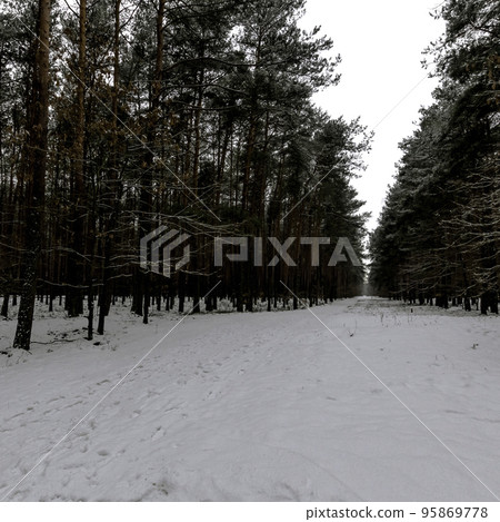 Winter in Kampinos National Park - Poland 95869778