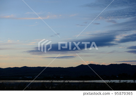 夕陽染紅的宮島沼澤和白額雁群 95870365