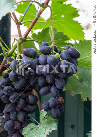 Juicy and tasty big bunches of ripe grapes on plantation bushes 95870416