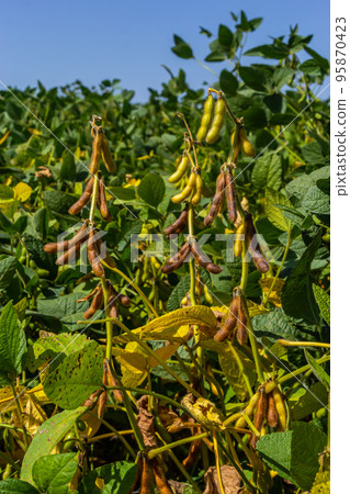soybean shell in the soybean field. yellow and brown pods. Productivity improvement technology soybean shell in the soybean field. yellow and brown pods. Productivity improvement technology 95870423